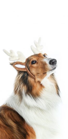 [2436x1125]狗 犬 汪星人 宠物 鹿角头箍 苹果手机壁纸图片