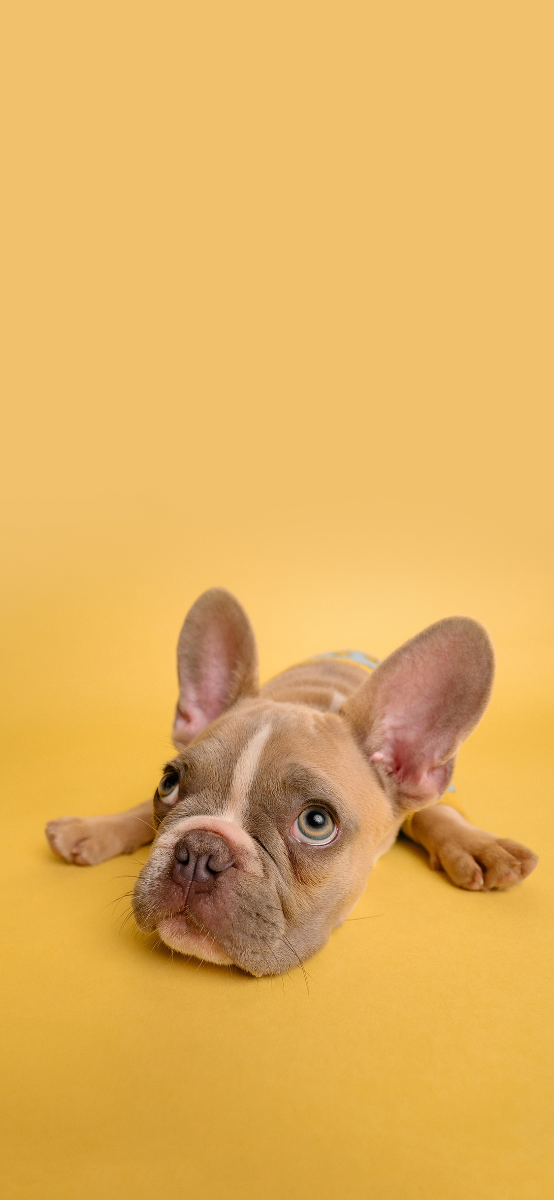 [2436×1125]狗 犬 汪星人 宠物 黄色 可爱 萌 苹果手机壁纸图片