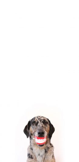 [2436x1125]狗 犬 汪星人 幽默 搞笑 假牙 笑 苹果手机壁纸图片