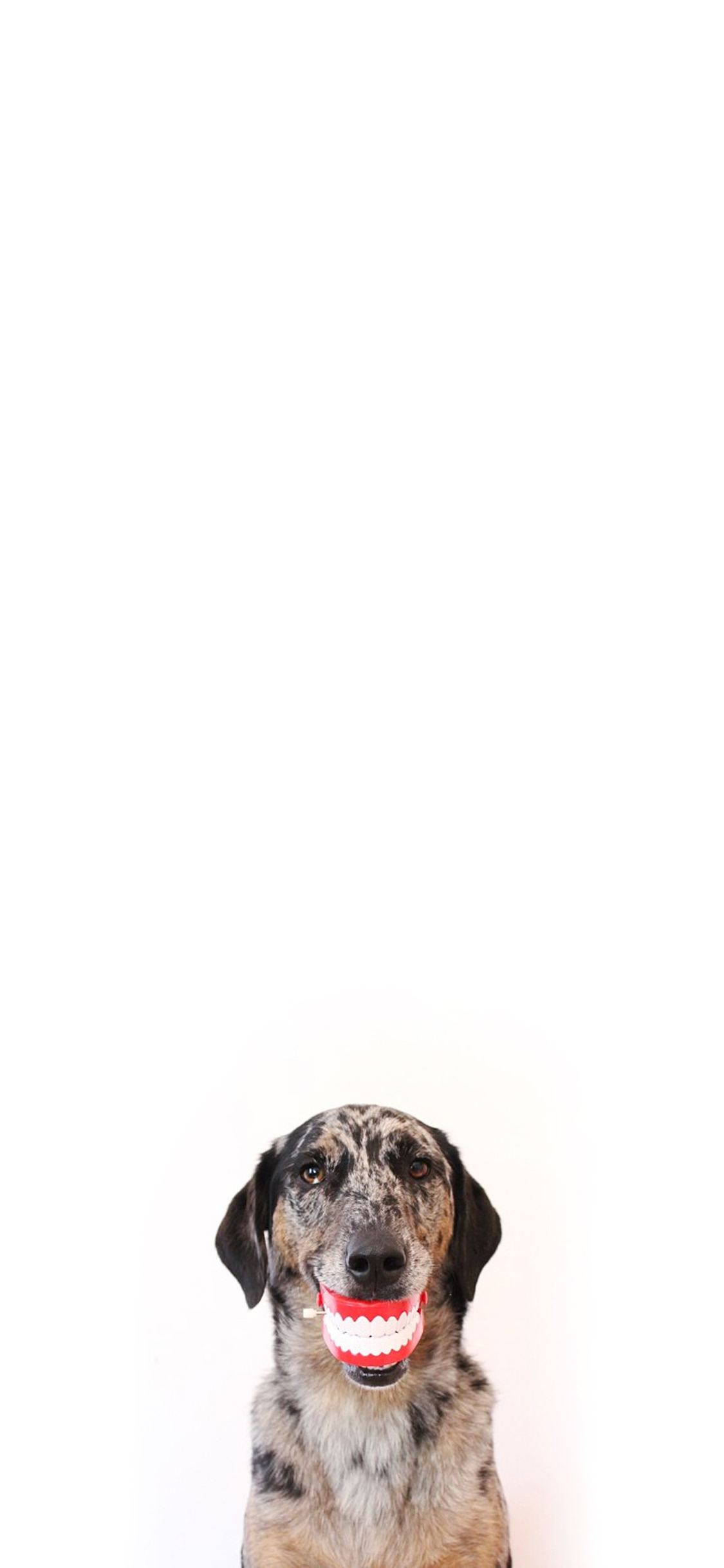 [2436×1125]狗 犬 汪星人 幽默 搞笑 假牙 笑 苹果手机壁纸图片