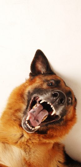 [2436x1125]狗 犬 汪星人 张嘴 尖牙 宠物 苹果手机壁纸图片