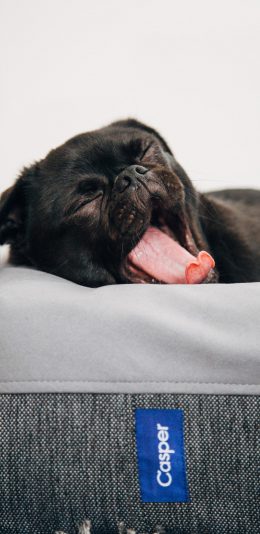 [2436x1125]狗 犬 汪星人 打鼾 宠物 苹果手机壁纸图片