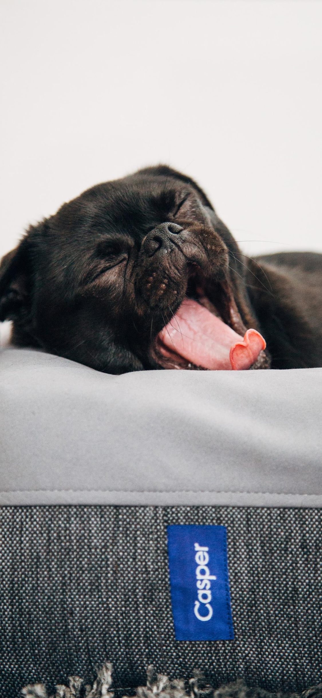 [2436×1125]狗 犬 汪星人 打鼾 宠物 苹果手机壁纸图片