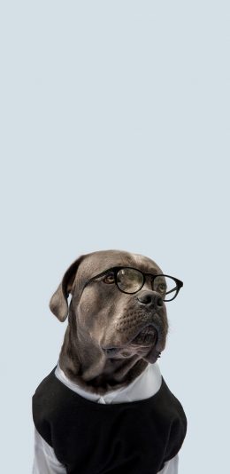 [2436x1125]狗 犬 汪星人 服装 眼镜 苹果手机壁纸图片
