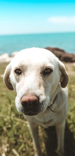 [2436x1125]狗 犬 汪星人 海边 宠物 苹果手机壁纸图片
