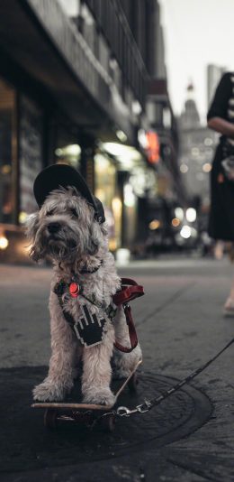 [2436x1125]狗 犬 汪星人 滑板 可爱 萌 宠物 苹果手机壁纸图片