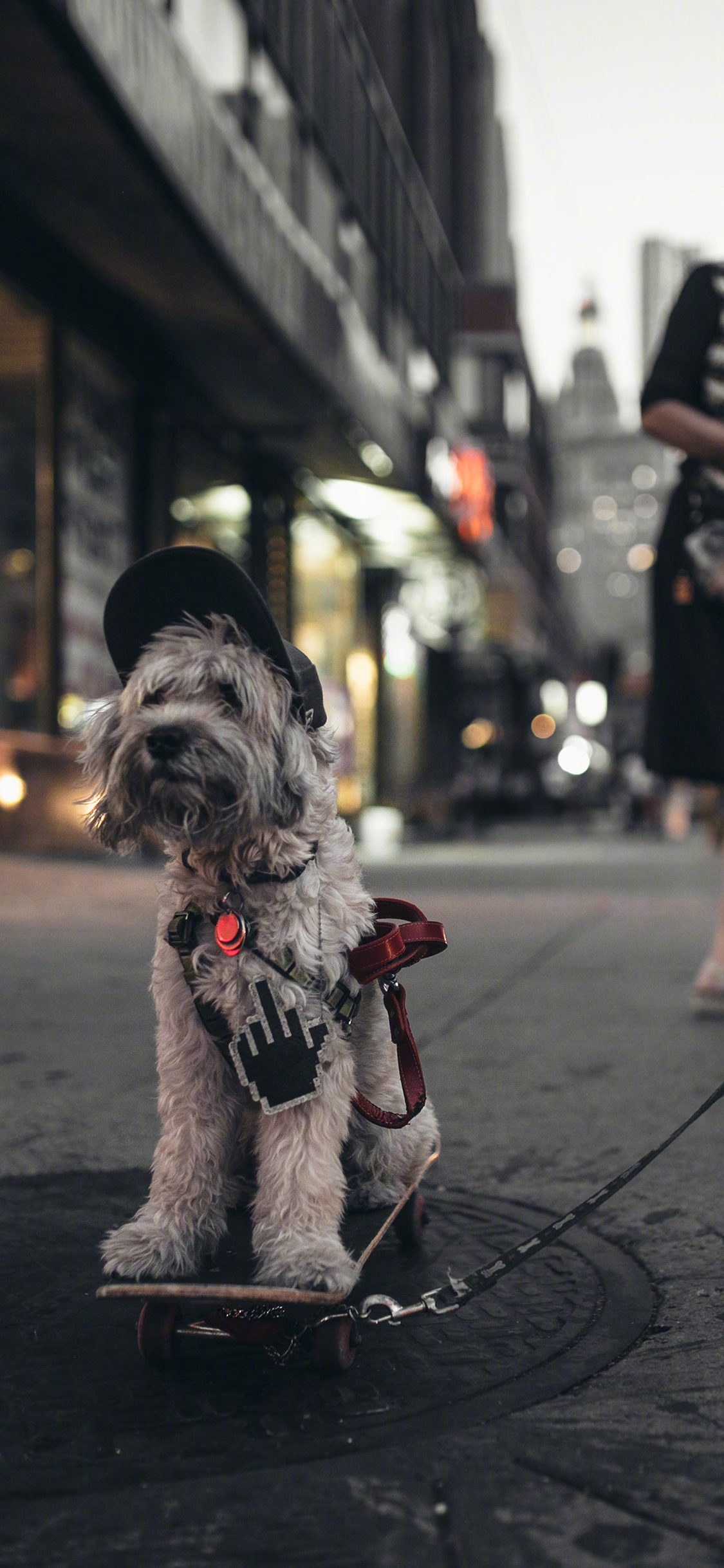 [2436×1125]狗 犬 汪星人 滑板 可爱 萌 宠物 苹果手机壁纸图片