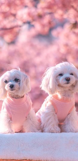 [2436x1125]狗 犬 汪星人 粉色 宠物 苹果手机壁纸图片