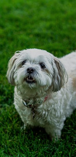 [2436x1125]狗 犬 汪星人 草坪 宠物 苹果手机壁纸图片