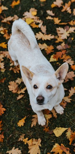 [2436x1125]狗 犬 汪星人 落叶 枫叶 宠物 苹果手机壁纸图片
