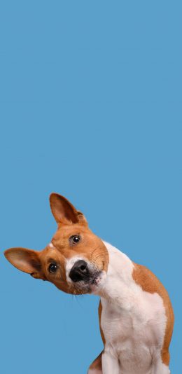 [2436x1125]狗 犬 汪星人 蓝色 歪头 可爱 宠物 苹果手机壁纸图片