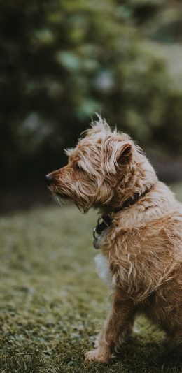 [2436x1125]狗 犬类 草地 户外 侧身 苹果手机壁纸图片