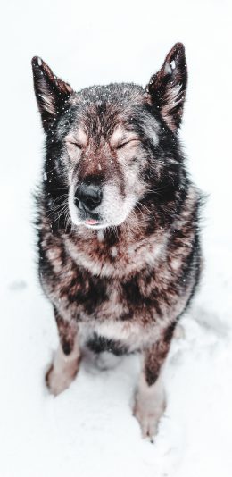 [2436x1125]狗 犬类 雪地 眯眼 苹果手机壁纸图片