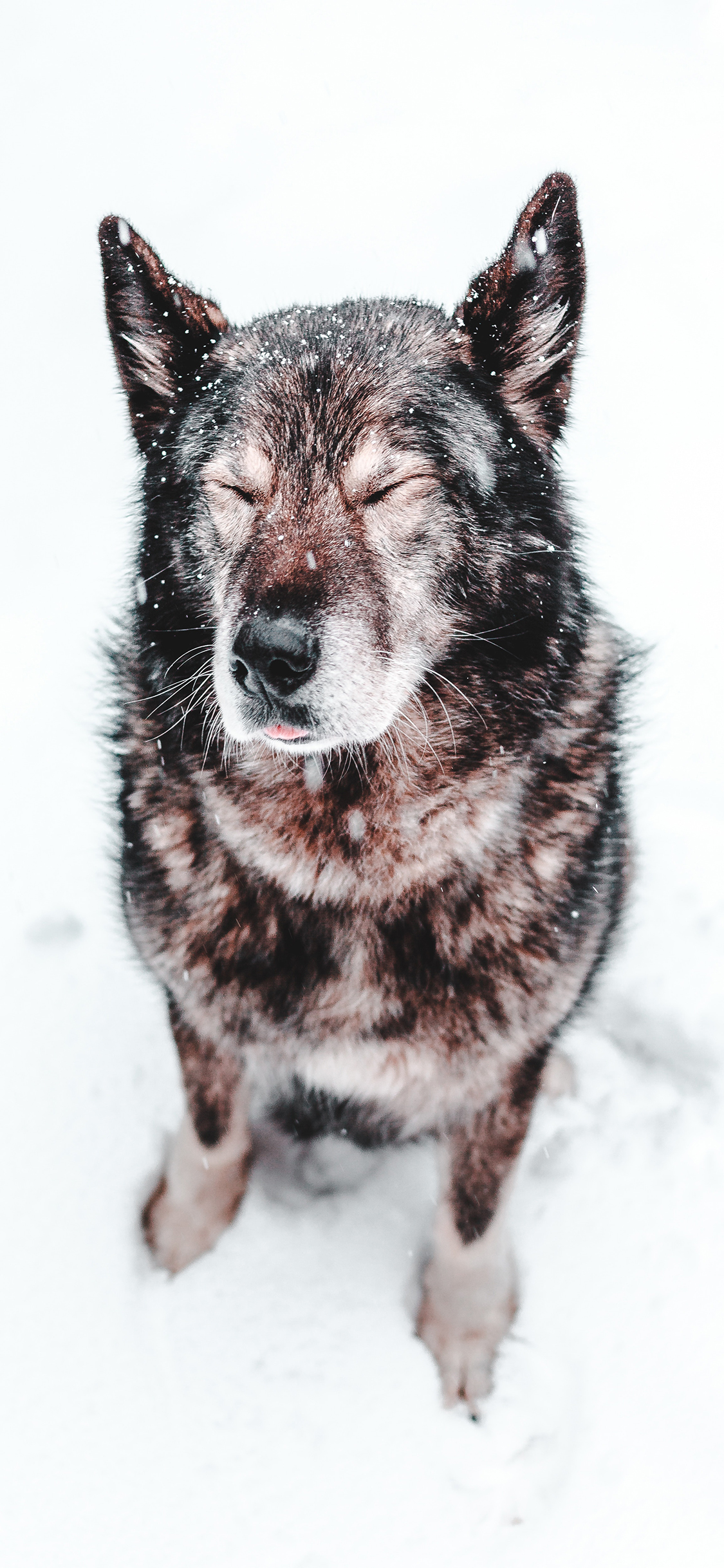 [2436×1125]狗 犬类 雪地 眯眼 苹果手机壁纸图片