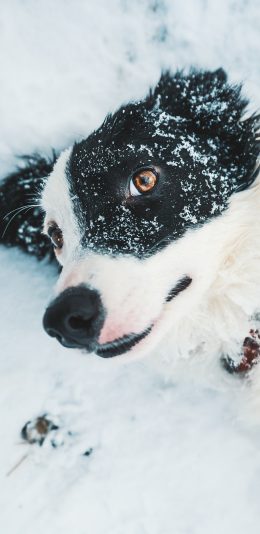 [2436x1125]狗 犬类 雪地 雪季 牧羊犬 苹果手机壁纸图片