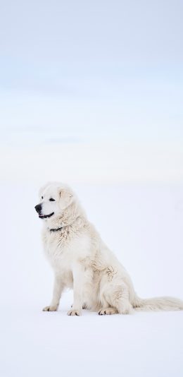 [2436x1125]狗 犬类 雪地 项圈 宠物 苹果手机壁纸图片