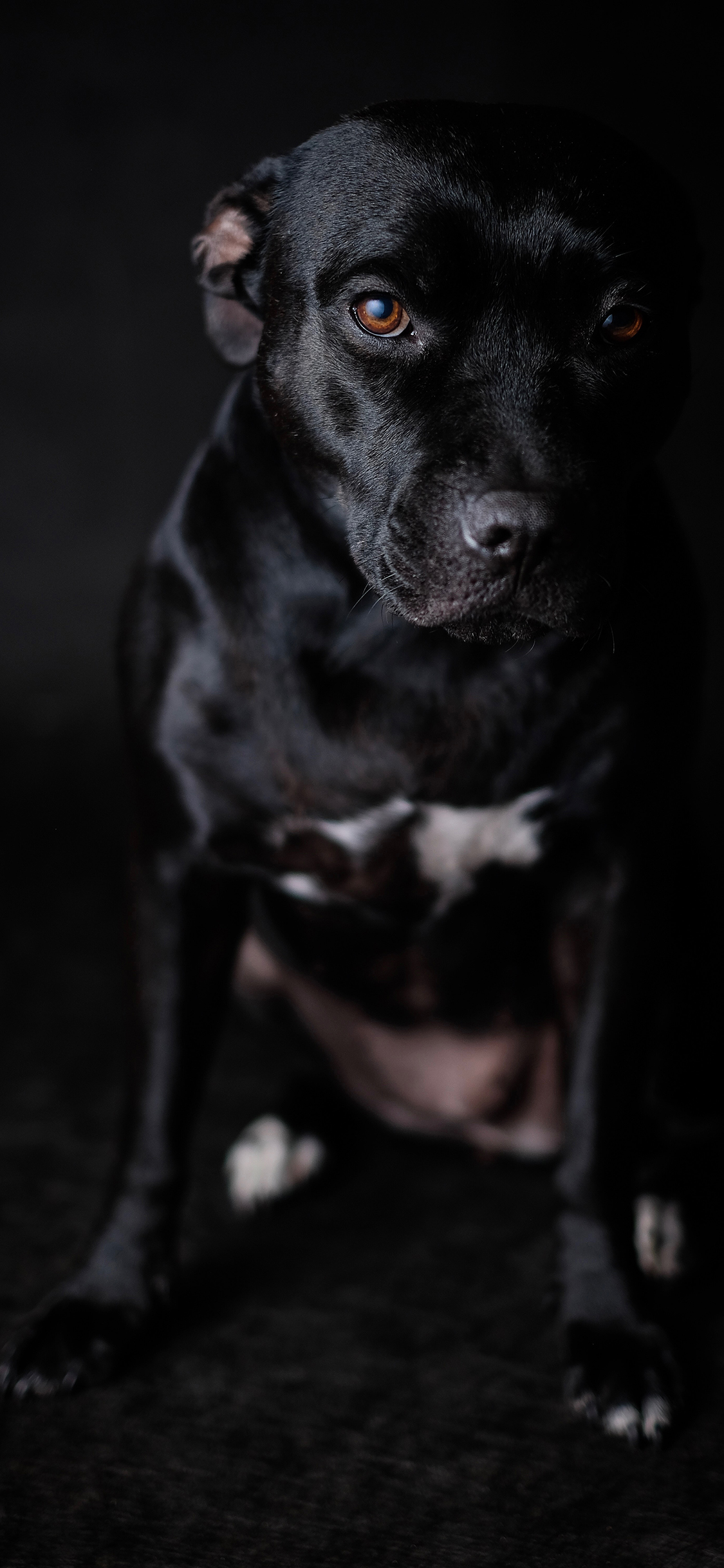 [2436×1125]狗 犬类 黑狗 特写 苹果手机壁纸图片