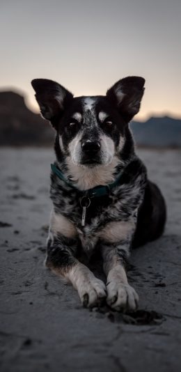 [2436x1125]狗 犬类 黑白  宠物 项圈 苹果手机壁纸图片