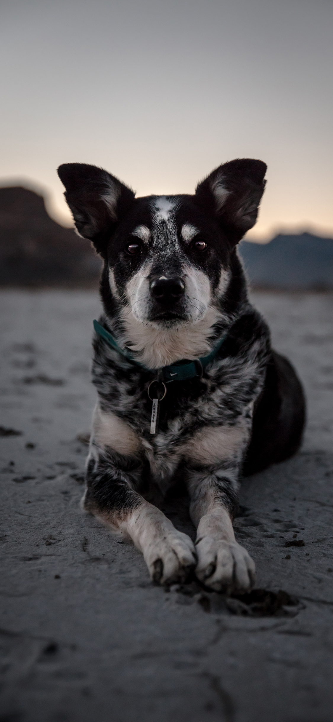 [2436×1125]狗 犬类 黑白  宠物 项圈 苹果手机壁纸图片