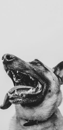[2436x1125]狗 犬类 黑白 宠物 苹果手机壁纸图片