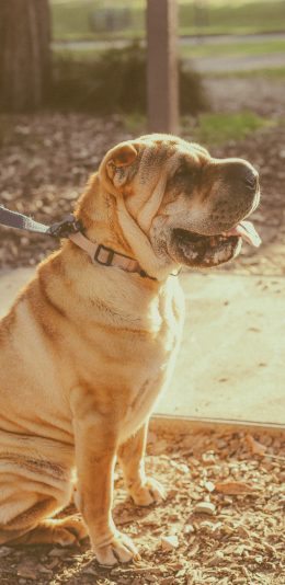 [2436x1125]狗 狗绳 犬 汪星人 宠物 苹果手机壁纸图片