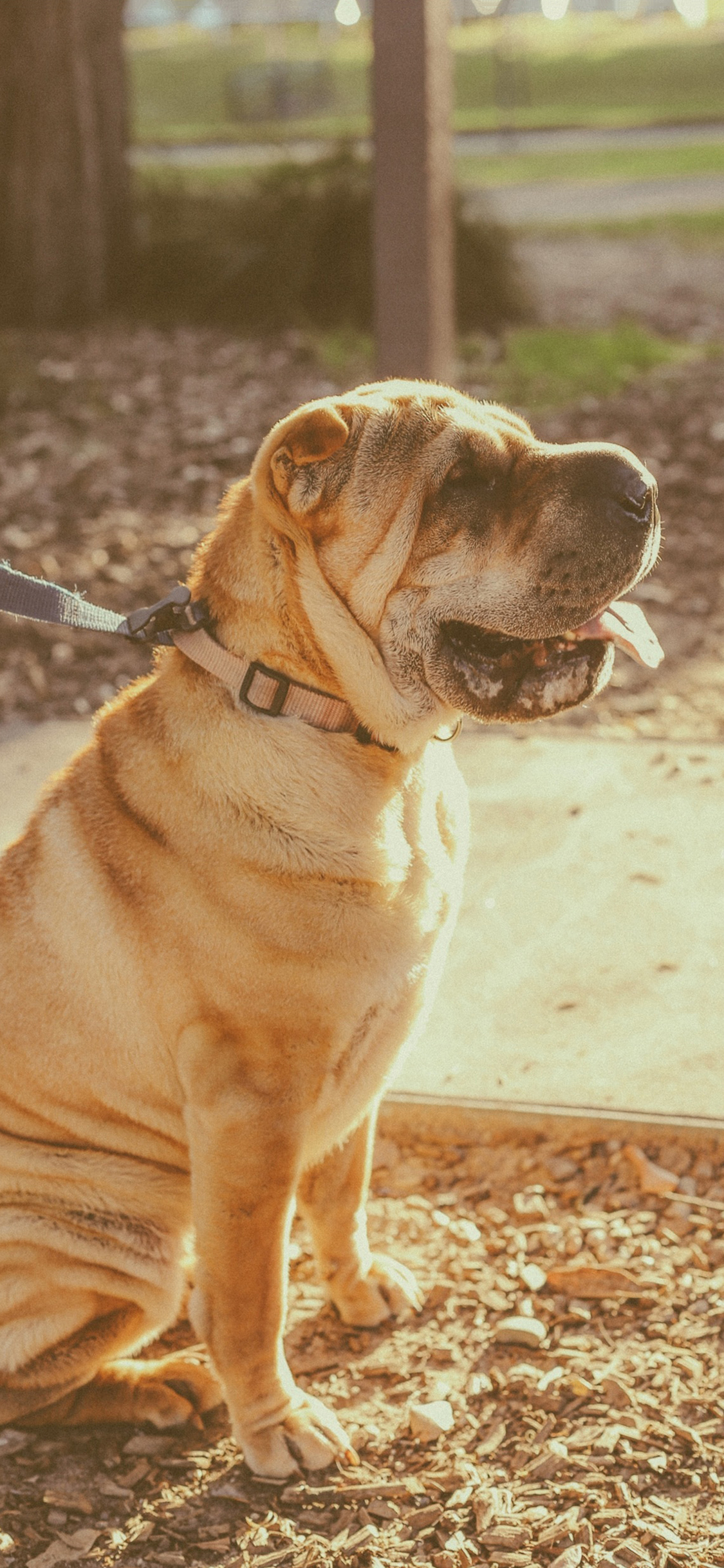[2436×1125]狗 狗绳 犬 汪星人 宠物 苹果手机壁纸图片