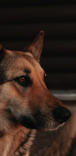 [2436x1125]狗 狼狗 皮毛 宠物 苹果手机壁纸图片