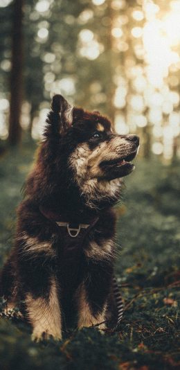 [2436x1125]狗 狼狗 野外 树林 项圈 苹果手机壁纸图片