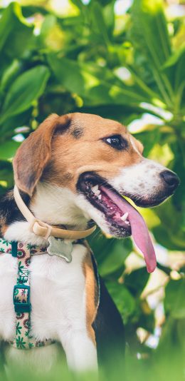 [2436x1125]狗 猎犬 树叶 宠物 苹果手机壁纸图片