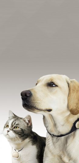 [2436x1125]狗 猫 宠物 汪星人 喵星人 可爱 苹果手机壁纸图片
