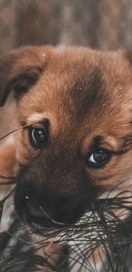 [2436x1125]狗 田园犬 皮毛 宠物 苹果手机壁纸图片