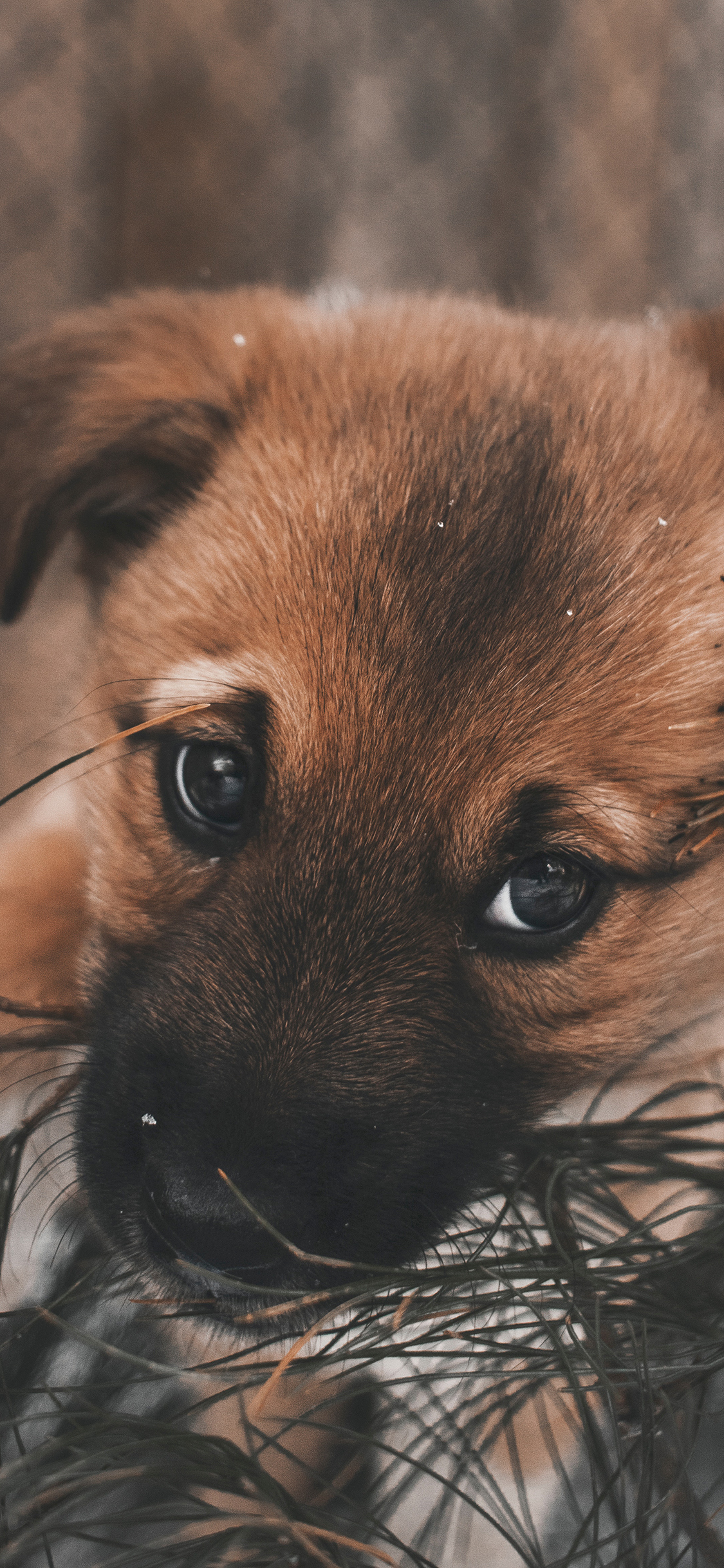 [2436×1125]狗 田园犬 皮毛 宠物 苹果手机壁纸图片