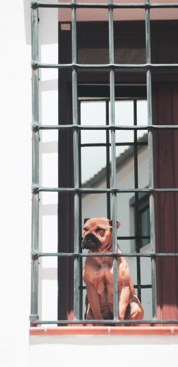 [2436x1125]狗 窗台 防盗网 宠物 苹果手机壁纸图片