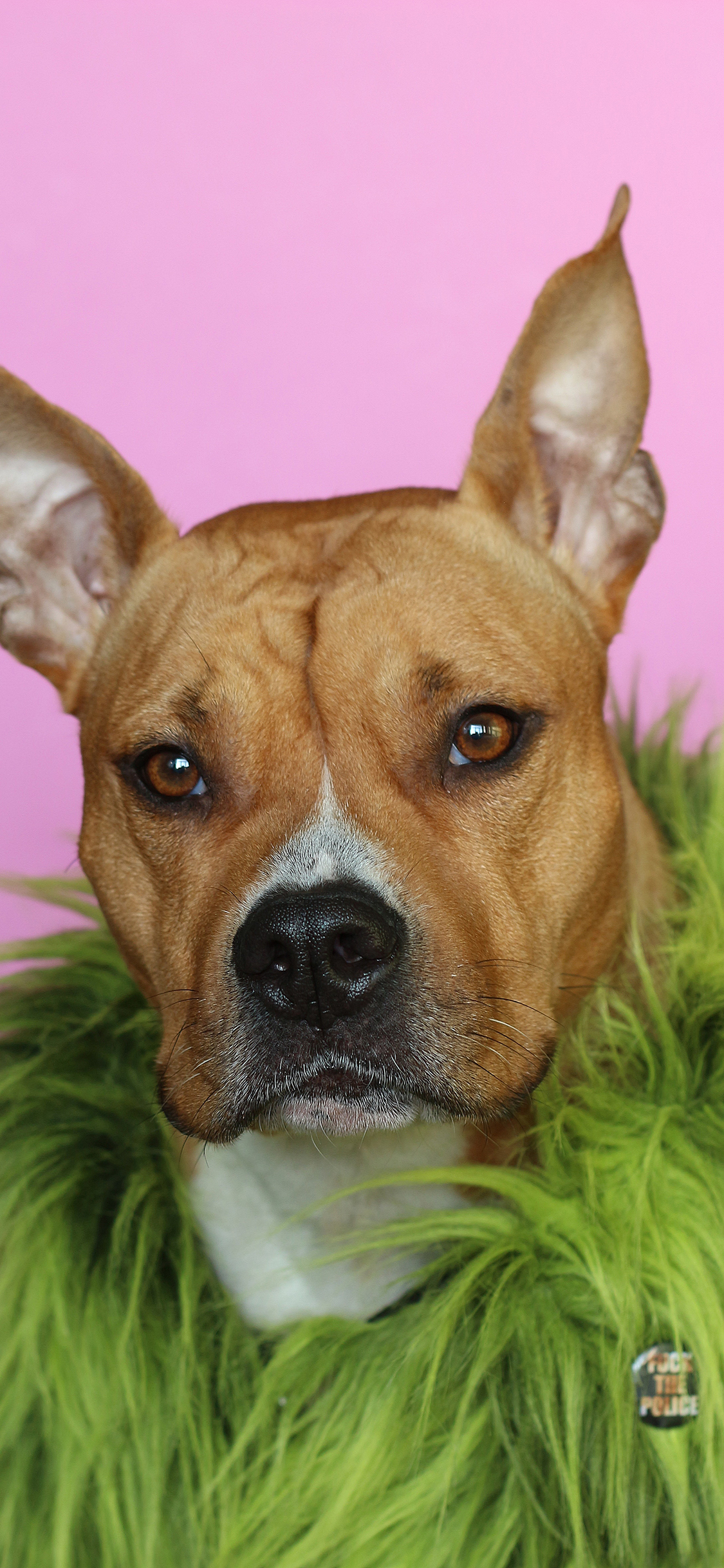 [2436×1125]狗 绿毛 装饰 霸气宠物 苹果手机壁纸图片