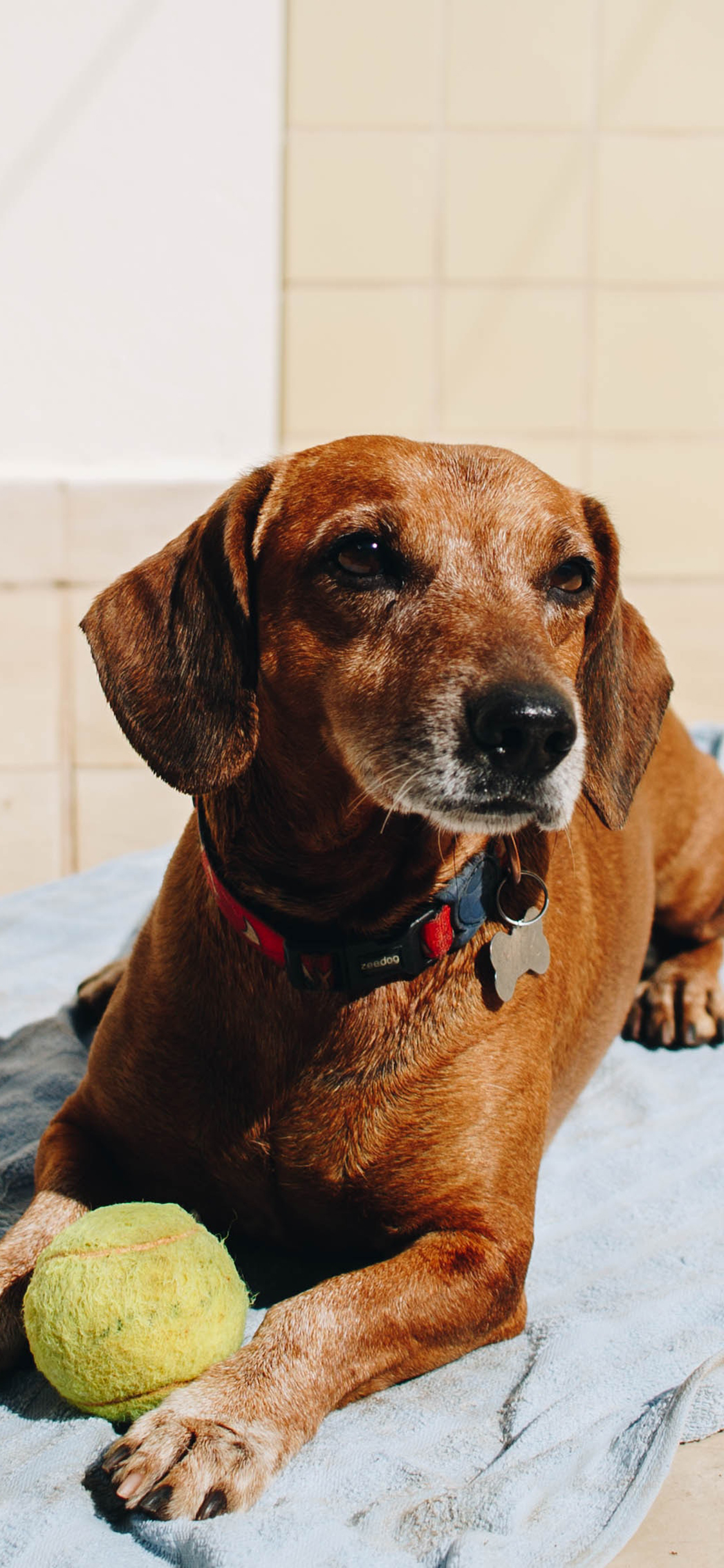 [2436×1125]狗 网球 玩具 宠物 苹果手机壁纸图片