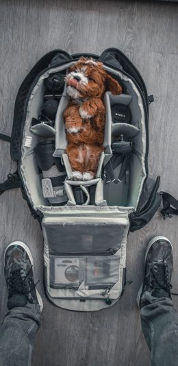 [2436x1125]狗 背包 摄影 器材 苹果手机壁纸图片