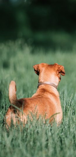 [2436x1125]狗 背影 草地 宠物 苹果手机壁纸图片