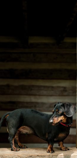 [2436x1125]狗 腊肠犬 短腿 宠物 苹果手机壁纸图片