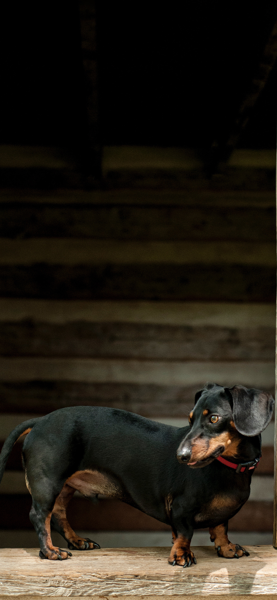 [2436×1125]狗 腊肠犬 短腿 宠物 苹果手机壁纸图片