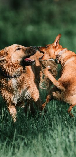 [2436x1125]狗 草地 嬉闹 狼犬 宠物 苹果手机壁纸图片