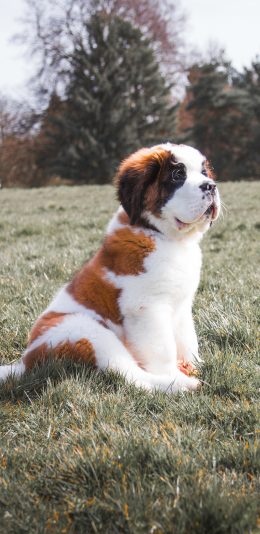 [2436x1125]狗 草地 宠物 乖巧 苹果手机壁纸图片