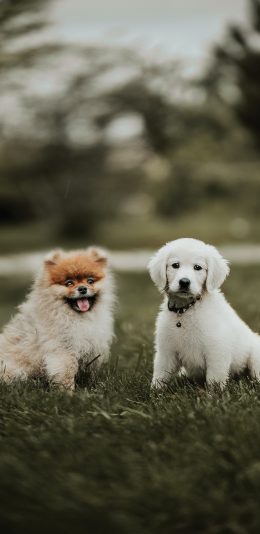 [2436x1125]狗 草地 宠物 可爱 苹果手机壁纸图片