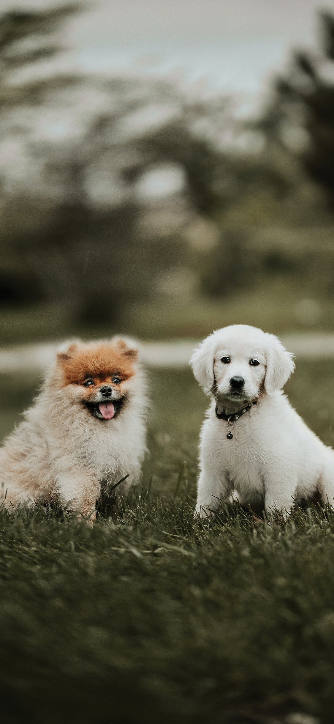 [2436×1125]狗 草地 宠物 可爱 苹果手机壁纸图片