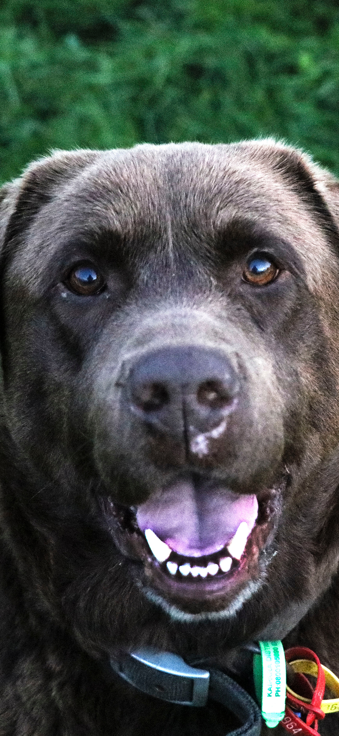 [2436×1125]狗 草地 户外 宠物 苹果手机壁纸图片