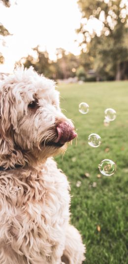 [2436x1125]狗 草地 草坪 泡泡 苹果手机壁纸图片
