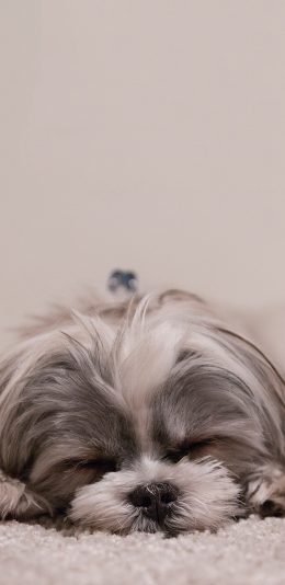 [2436x1125]狗 萌 宠物 汪星人 趴 犬 苹果手机壁纸图片