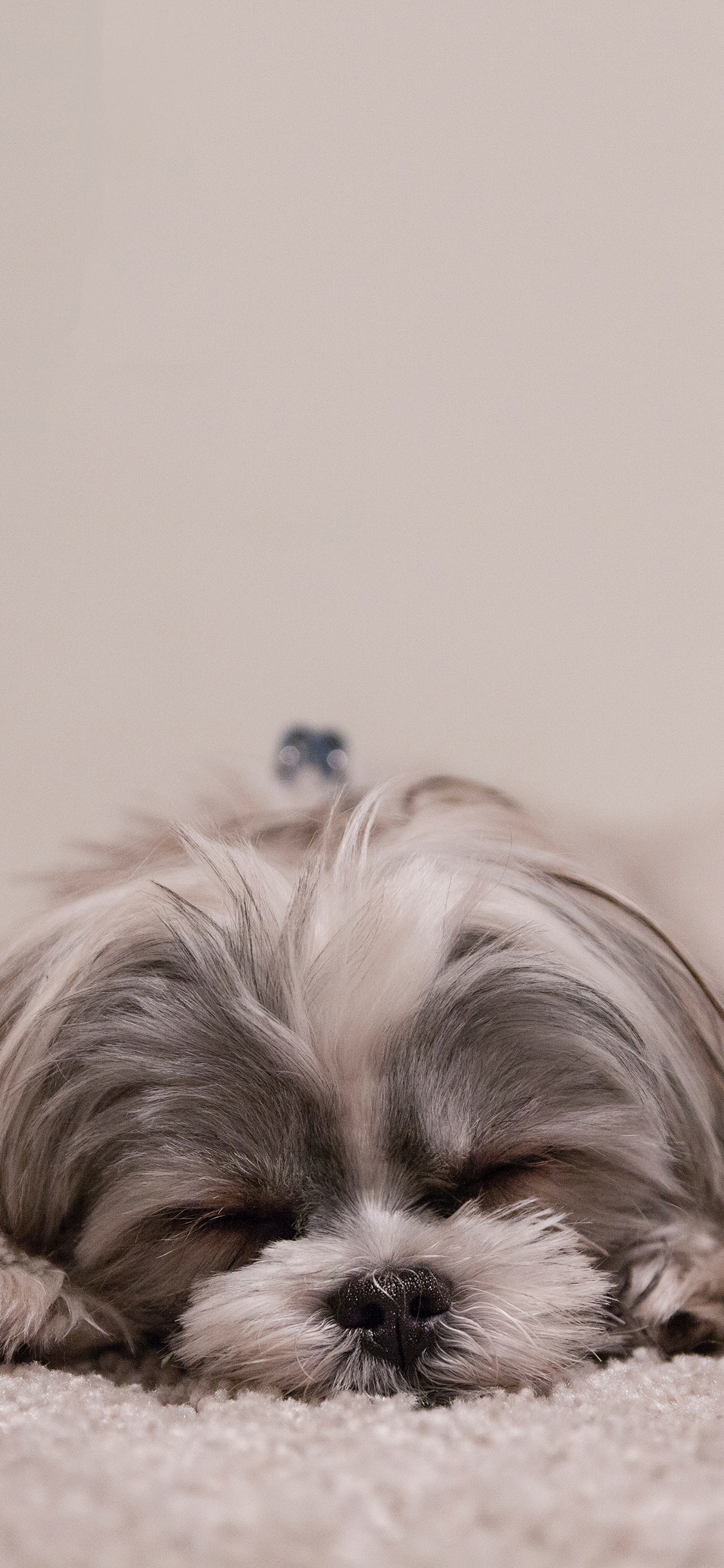 [2436×1125]狗 萌 宠物 汪星人 趴 犬 苹果手机壁纸图片