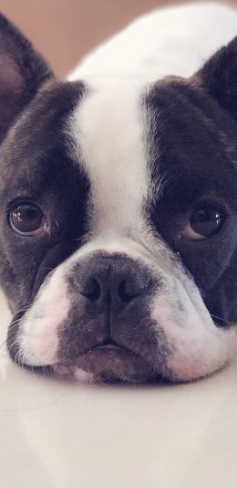 [2436x1125]狗 萌宠 可爱 动物 汪星人 苹果手机壁纸图片