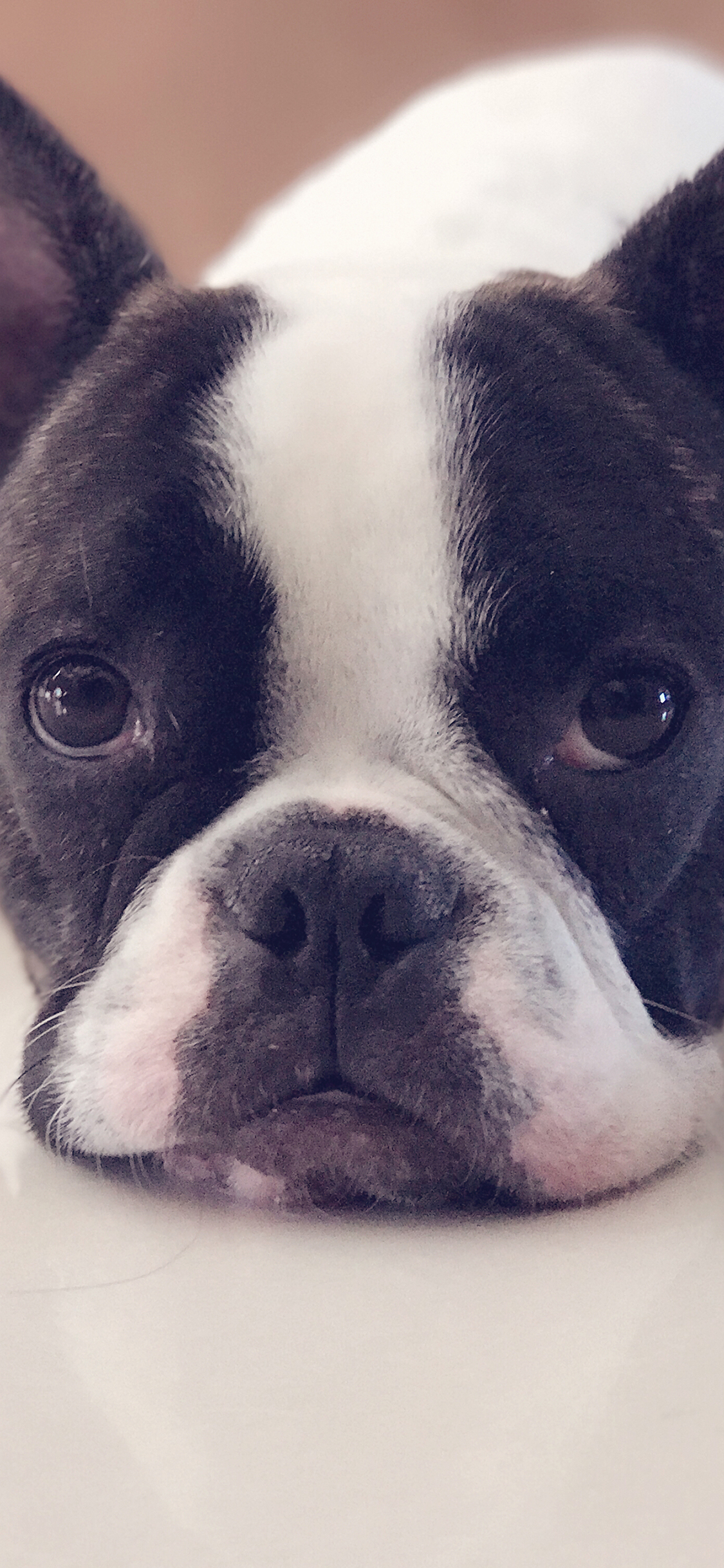 [2436×1125]狗 萌宠 可爱 动物 汪星人 苹果手机壁纸图片