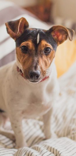 [2436x1125]狗 萌宠 汪星人 床 被子 苹果手机壁纸图片